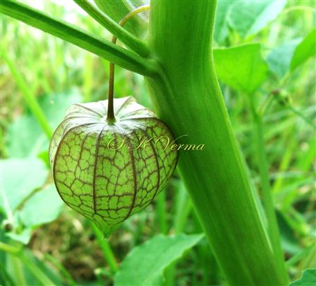  Fruit in calyx